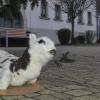 Ein bisschen Schaf gab es doch, Weihnachten 2020: Lamm Moritz sitzt auf dem Geldersheimer Marktplatz.