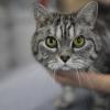 Erneut ist in Güntersleben eine Katze verschwunden. Die Besitzer befürchten, dass ein Tierquäler dahinter steckt.