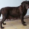 Linette sucht ein neues Zuhause.