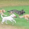 Hunde brauchen Auslauf, aber in der Brut- und Setzzeit kann das zu Konflikten mit Wildtieren führen. Eine generelle Anleinpflicht ist aber rechtlich problematisch, erfuhr jetzt der Kitzinger Stadtrat.