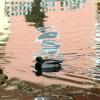 Enten tun sich bei Hochwasser leichter als Menschen. Die müssen angesichts des momentanen Tauwetters wachsam bleiben, meint auch die Stadt Bad Kissingen.