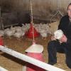 Wolfgang Schäfer ist Direktvermarkter. Der Kleinlangheimer verkauft Eier und Fleisch in seinem Hofladen und über einen Verkaufswagen. Neben 300 Legehennen hält er auf seinem Hof Masthähnchen (Bild), Puten, Wachteln, Gänse, Enten, Fasane und im Sommer Perlhühner. Fotos: Daniela Röllinger