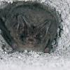 Die Mopsfledermaus (Barbastella barbastellus).