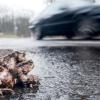 Riskantes Tandem: Gehen paarungsbereite Kröten auf Wanderschaft, droht ihnen auf so mancher Straße ein jähes Ende.