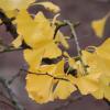 Der Ginkgo ist kein unumstrittener Baum als städtisches Grün.