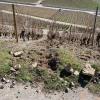 Ein abgestürzter Felsblock hat im Weinberg bei Thüngersheim eine tiefe Furche hinterlassen.