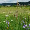 Unter Naturschutz gestellt: Die Sackenbacher Wiese.