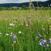 Unter Naturschutz gestellt: die Sackenbacher Wiese