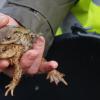 Die männlichen Kröten machen es sich einfach: Sie suchen sich ein Weibchen, das sie huckepack zum Laichplatz trägt.