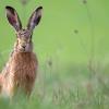 Osterhase oder doch einfach Feldhase? Die Bestände von Lepus europaeus sind in den vergangenen Jahren durch die intensive Landnutzung stark unter Druck geraten. Im März, April beginnt die Fortpflanzungszeit. Da sind die Hasen  besonders aktiv und können dann auch tagsüber beobachtet werden. 