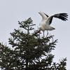 Ein Storch machte in Rügshofen Station auf einer großen Tanne.