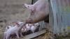 In Hainert soll ein bestehender Schweinestall umgebaut werden. Die Gemeinde verlangt von dem Bauherrn ein Emissionsgutachten. 