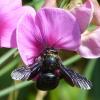 Die Blauschwarze Holzbiene (Xylocopa violacea) ist – im Gegensatz zur Hummel – komplett schwarz.