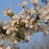 Nicht wie üblicherweise bereits Mitte April, sondern erst jetzt ist die Kirschbaumblüte im Gange. Seit anderthalb Wochen sind jedoch                     schon die Schwalben hier und spätestens Anfang Mai dürfte wahrscheinlich da und dort in der Flur auch ein Kuckuck seinen markanten Ruf erschallen lassen.