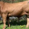 Dieser formschöne Gelbviehbulle wurde vom Betrieb Himmelein (Dornheim) gezüchtet und aufgezogen. Er konnte um 2000 Euro in den Natursprung verkauft werden.