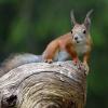 Wo leben mehr Eichhörnchen – im Wald oder in der Stadt?