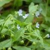 Das Wald-Nabelnüsschen blüht im April und Mai und hat eine himmelblaue Blütenkrone.