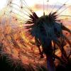 Wie eine hell leuchtende Laterne erstrahlte die Pusteblume an den Sälzer Bahngleisen.