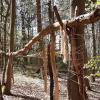 Orgelspiel mit Holzstämmen. Orgelspiel mit Holzstämmen.