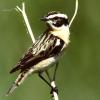 Das Braunkehlchen ist einer der Charaktervögel der Langen Rhön. Das Braunkehlchen ist einer der Charaktervögel der Langen Rhön.