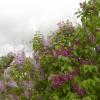 Auch der Flieder blüht zwischen Mai und Juli. Seine Blüten zeigen sich noch weiterhin bis in den Herbst hinein. Auch der Flieder blüht zwischen Mai und Juli. Seine Blüten zeigen sich noch weiterhin bis in den Herbst hinein.