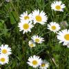 Geschmackvolle weiße Sterne des Sommers - die Margeriten. Als typische Wiesenblumen blühen sie zwischen Mai und September. Ihre großen, weiß-gelben Blüten sind schon vom Weiten zu erkennen.