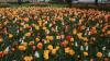 In Würzburg findet wieder der Blumenschmuckwettbewerb statt. Gesucht sind blühende Oasen wie diese Tulpenpflanzung des Gartenamtes, allerdings in Privat- oder Firmenbesitz.