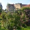 Die Rose umgibt immer etwas Mystisches, sie gilt ja als Königin unter den Blumen. Hier ein Blick in den Rosengarten der Familie Schlegelmilch an der alten Stadtmauer in Zeil.