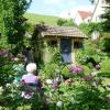 Prächtige Rosen blühen im parkähnlichen Garten von Anita Rau in Frickenhausen, die auch in diesem Jahr am Tag der offenen Gartentür wieder Einblicke in ihr Gartenparadies gewährt.