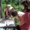 Wildbienen und Wildbienen-Forscherin Sonja Schröck gefällt es im Naturgarten von Carsten Hagemann. Wildbienen und Wildbienen-Forscherin Sonja Schröck gefällt es im Naturgarten von Carsten Hagemann.