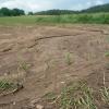 Bodenerosion nach Starkregen: Verdichtete Böden nehmen Wasser nicht schnell genug auf.