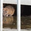 Die Profiteure der Pandemie: Ratten bekommen in den Kanälen gerade so viele Essensreste angespült wie noch nie. Die Folge: Die Meldungen über eine Rattenplage häufen sich im Landkreis Kitzingen.