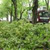 "Entlastungsarbeiten" waren an den Linden auf dem Weinfestplatz nötig. Ein Sturm hatte jüngst gar einen Baum komplett abgeknickt.
