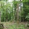 Zu einer mordernen, naturgemäßen Waldbewirtschaftung gehört auch Totholz, so wie hier in der Waldabteilung Hammersbuch im Lohrer Stadtwald. Zu einer mordernen, naturgemäßen Waldbewirtschaftung gehört auch Totholz, so wie hier in der Waldabteilung Hammersbuch im Lohrer Stadtwald.