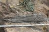 Etwa einen halben Meter lang und 230 Millionen Jahre alt ist der Unterkiefer eines Mastodonsaurus, den Mitarbeiter eines Steinbruchs im unterfränkischen Rauhenebrach freigelegt haben. Etwa einen halben Meter lang und 230 Millionen Jahre alt ist der Unterkiefer eines Mastodonsaurus, den Mitarbeiter eines Steinbruchs im unterfränkischen Rauhenebrach freigelegt haben.