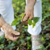 Im Garten von Rentnerin Dorothea Furth wachsen Sprösslinge von städtischen Bäumen. Das macht viel Arbeit.