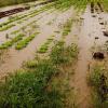 Nun also doch: Für Landwirte, die beim jüngsten Hochwasser Schäden davongetragen haben, steht ein Hilfsprogramm parat. Hier ein Bild von der Demeter-Gärtnerei von Martin Schäfer, dem gut 20 000 Euro Schaden entstanden waren.