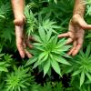 Symbolbild Marihuana