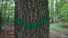 Die grüne Markierung am Stamm einer Eiche verdeutlicht, dass es sich um einen Biotopbaum handelt, der erhalten bleiben soll.