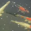 Die Elterntiere: links Platinum Ogon (weiblich), rechts (von oben) Beni Kikokuryu (männlich), Tancho Kohaku (weiblich) und Doitsu Kujaku (weiblich). Es fehlt der Beni Kujaku (männlich, weiß mit zwei roten Flecken). Die Elterntiere: links Platinum Ogon (weiblich), rechts (von oben) Beni Kikokuryu (männlich), Tancho Kohaku (weiblich) und Doitsu Kujaku (weiblich). Es fehlt der Beni Kujaku (männlich, weiß mit zwei roten Flecken).