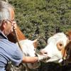 Die Fütterung des Jungviehs zählte zu den täglichen Aufgaben für den Dingolshäuser Erich Walter während seiner Zeit als Almhirte im Karwendelgebirge in Tirol.