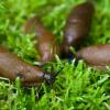 Die Spanischen Wegschnecken (Arion lusitanicus), auch Nacktschnecken genannt, hatten einen schönen Sommer 2021 – die Gartenbesitzer weniger.