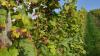 Der „Falsche Mehltau“, auch Peronospora genannt, ist eine häufig auftretende Pilzkrankheit, welche sich auf der Blattoberseite der Weinreben zeigt und auch auf die Trauben übergehen kann. Die Blätter färben sich braun bis grau und sterben nach und nach ab. Vorbeugend oder spätestens mit Befall muss verstärkt Pflanzenschutz betrieben werden, um Ernteausfälle zu vermeiden. Hier im Bild wurde gerade noch rechtzeitig gehandelt, sodass sich die Ausbreitung des Pilzes in Grenzen hielt. Der „Falsche Mehltau“, auch Peronospora genannt, ist eine häufig auftretende Pilzkrankheit, welche sich auf der Blattoberseite der Weinreben zeigt und auch auf die Trauben übergehen kann. Die Blätter färben sich braun bis grau und sterben nach und nach ab. Vorbeugend oder spätestens mit Befall muss verstärkt Pflanzenschutz betrieben werden, um Ernteausfälle zu vermeiden. Hier im Bild wurde gerade noch rechtzeitig gehandelt, sodass sich die Ausbreitung des Pilzes in Grenzen hielt.