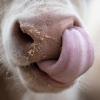 Sebastian Schaar: Hygieneverhalten im Tierreich – nicht ganz coronakonform Sebastian Schaar: Hygieneverhalten im Tierreich – nicht ganz coronakonform