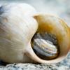 Matthias Wiener: Eine Schnecke findet ein neues Zuhause