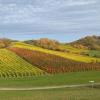 Zu einem "bunten Spaziergang im Weinberg zur Ruine Speckfeld" lädt Gästeführerin Linda Schatz ein.