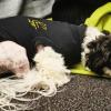 In der Gemeinde Dittelbrunn soll es häufiger Beißattacken freilaufender Hunde auf Artgenossen geben - in diesem musste die kleine Jeannie zum Tierarzt. Ein eingezäunter Hundepark soll das Problem entschärfen.