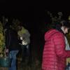 Im Schein von Taschenlampen ernten Helfer im Weinberg von Garnik Harunyan in der Nähe der Vollburg bei Prüßberg in der jüngsten Vollmondnacht Wein. Die so geernteten Trauben sollen ein besonders intensives Aroma haben.