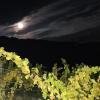 Hinter Wolkenschleiern zeigt sich der Vollmond über dem Weinberg. Hinter Wolkenschleiern zeigt sich der Vollmond über dem Weinberg.