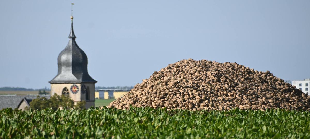 Südzucker und VFZ protestieren: Was die Zuckersteuer für den fränkischen Rübenanbau bedeuten könnte